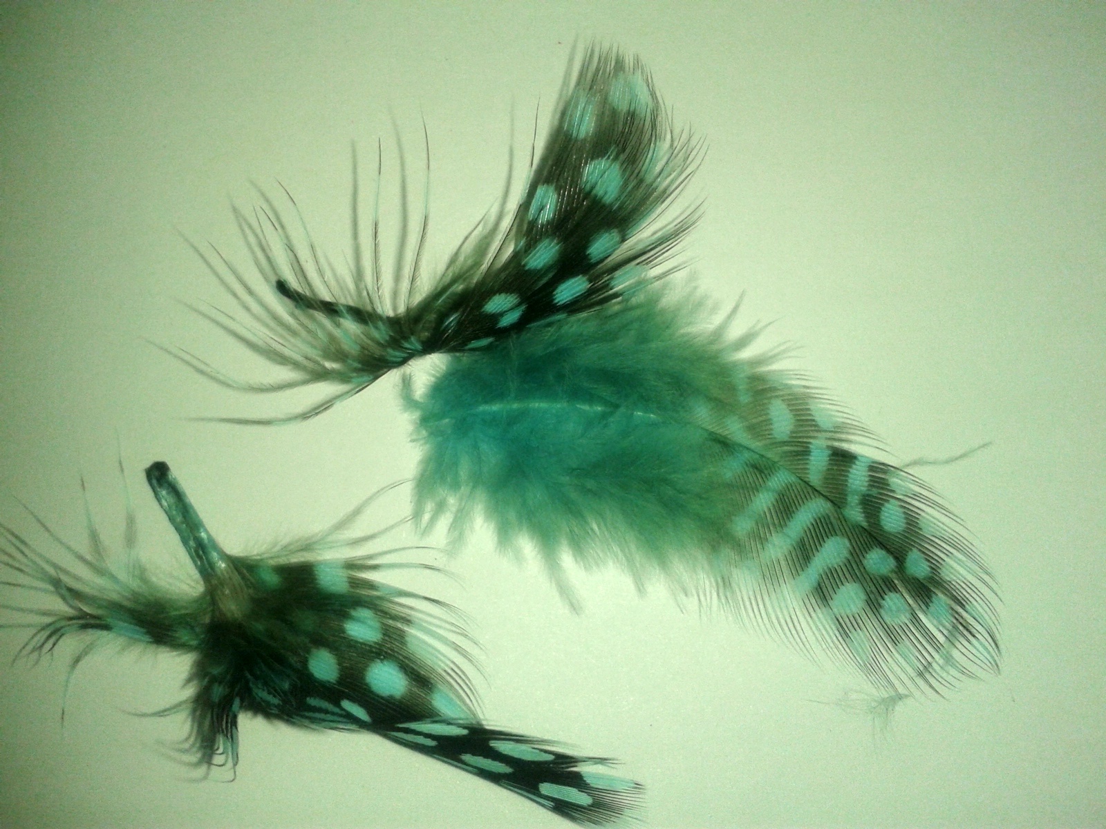 Peří  Nová guinea  vel.5 - 10cm 