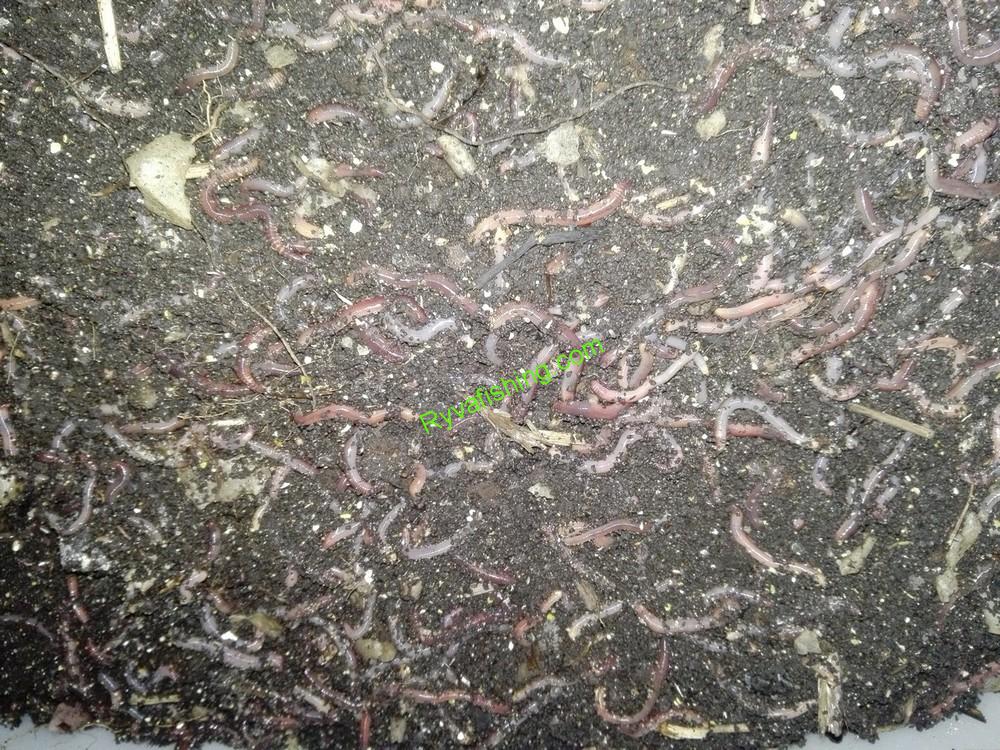 DENDROBAENA VENETA -VLASTNÍ CHOV -20KS - NEJVĚTŠÍ VELIKOSTI