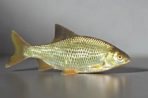 Mražená nástražní ryba 20+ cm (Plotice / Perlín) – vakuovaná