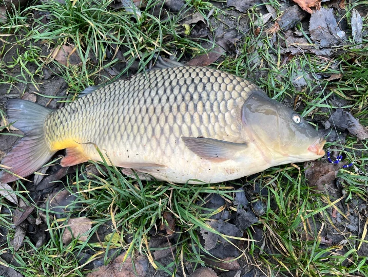 TORNADO TROUT COL.004