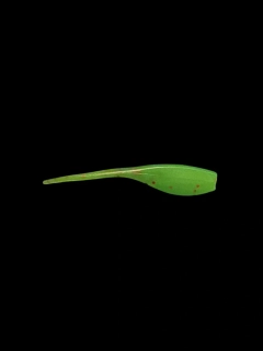 BABY SHAD TROUT FLUO GREEN RED GLITER 2,5" (6,35CM) 10KS