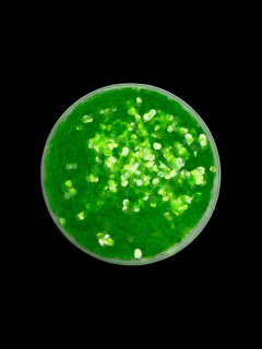 RyvaLures glitter fluo green 20g - 3,0mm
